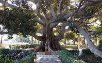 Ficus macrophylla