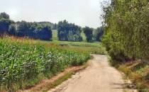Droga gruntowa wzdłuż pola kukurydzy