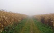 Mgła i kukurydza :)