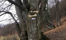 drzewo pochłania oznaczenie szlaku