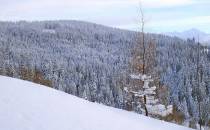 Widok na zaśnieżony las