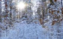 Pięknie zaśnieżony las