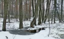 Przejście przez torfowisko drewnianą kładką (pod lodem i śniegiem)