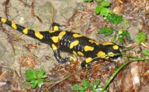 Salamandra