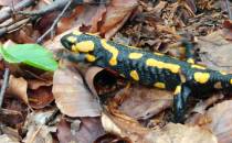 Salamandra plamista