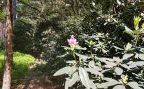 Pierwsze kwiaty rododendronów