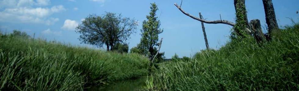 Narew, Rządza. Rynia-Łosie-Rynia