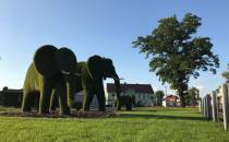 Słonie w Radwanicach