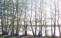 Zza drzew widać jezioro Witoczno