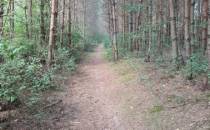ścieżką przez las