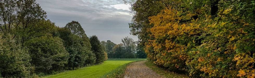 Gdzie wody szum, ptaków śpiew i... złote paprocie :)