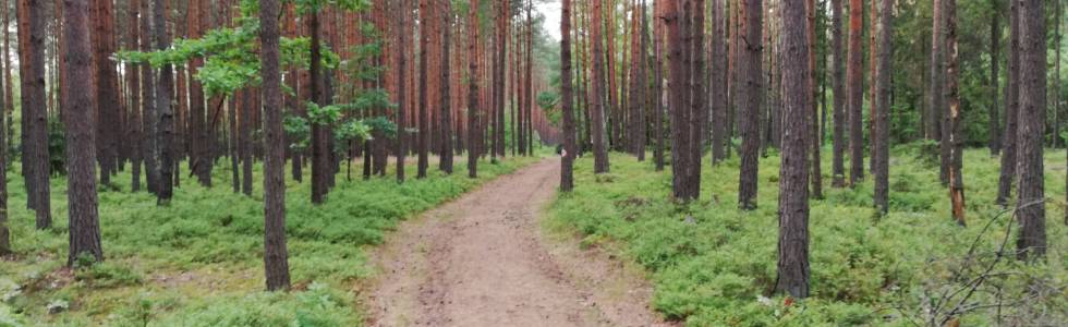 Trening biegowy w Pawełkach