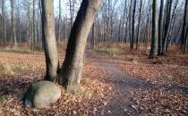 Lesne ścieżki