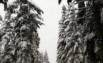 Las, śnieg i biegówki