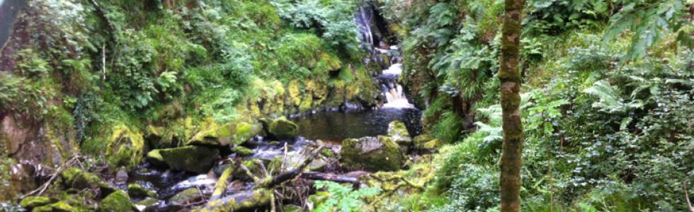 Banagher forest 2013-08-25