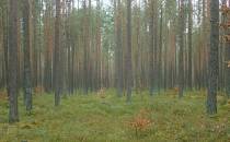 Piękne Lasy Strzebielińskie