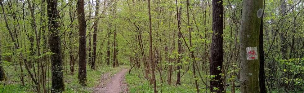 Ścieżka rowerowa BOREK