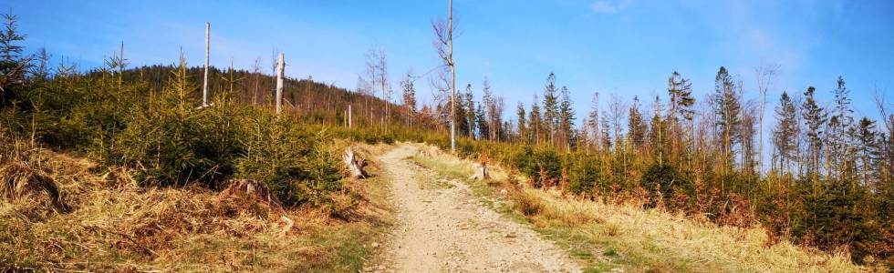 240. Beskid Żywiecki: Ujsoły - Muńcuł - Wielka Rycerzowa - Mlada Hora - powrót na parking