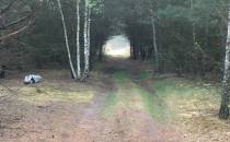 Tunel leśny
