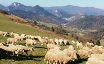 Pieniny