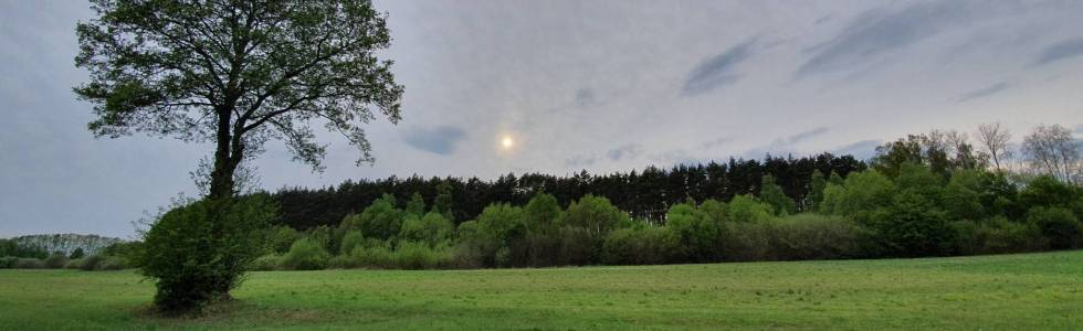 Na około Rydzyn Dolnych (łąkami, krzakami i lasami)