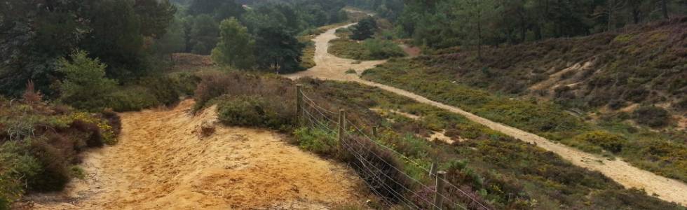 Canford Heath 2013/9/12 10:38