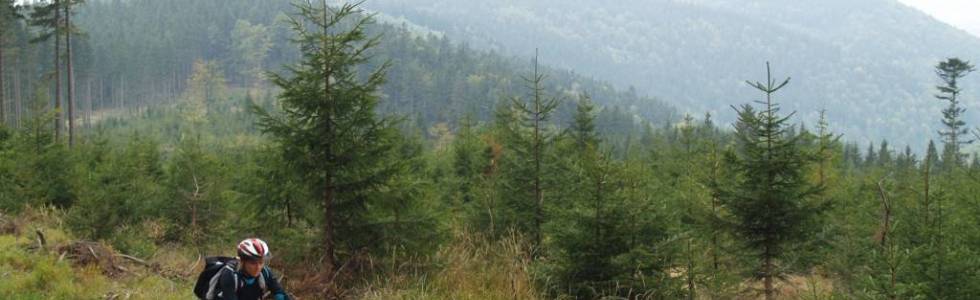 Z Międzygórza w kierunku Czarnej Góry i na Mały Śnieżnik