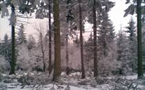 i jeszce zimowy las