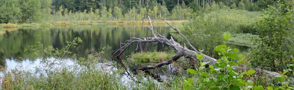 Krótka trasa po Lasach Otomińskich