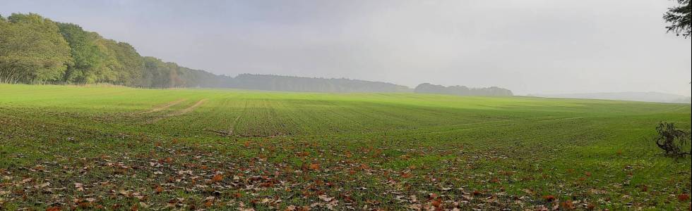 Pętla Puszczy Zielonki - z Czerwonaka do Murowanej i z powrotem