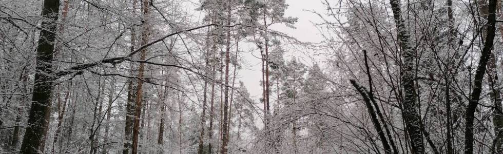 Rezerwat Jałówka 29_11_2020 13:00