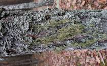 lichenes20201212_023003