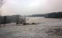 i kolejne  stadko koło Pandrozy