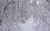 Idziemy niemalże na paluszkach, co by nie strącić czapy śniegu z gałęzi drzew