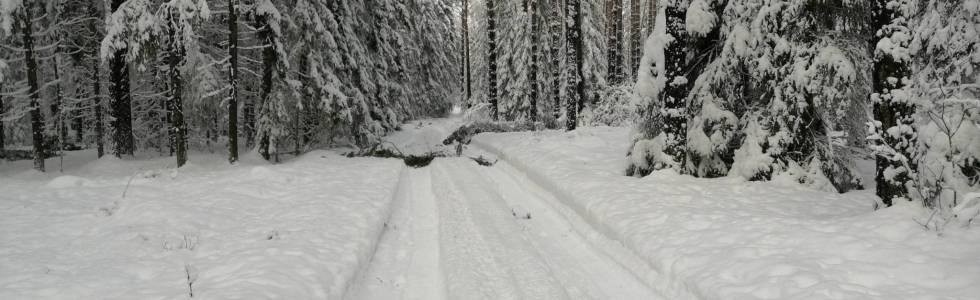 Las między Krasnem a Pólkiem zimą Trasa 28_01_2021 14:52