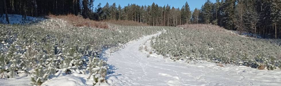 Zimowa wedrowka po wzniesieniach chełmskich oraz lesie sianowskim 11.02.2021