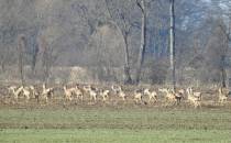 Kuźnia w Siodełku - Odra - Mała Panew 5