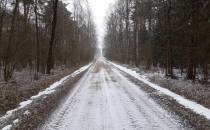 Droga leśna w okolicy Moszczony Królewskiej