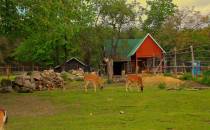 małe zoo