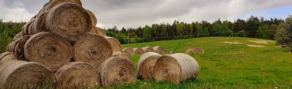 U źródeł Wierzycy - Jezioro Piotrowskie i torfowiska