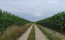 Przez pola kukurydzy.
