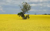 Kuznia w Siodelku - Trasa Rowerowa Opole - Zbiornik - Malina - Opole 1