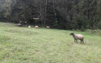 Pierwsze owieczki w tym roku