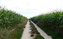 pola kukurydzy