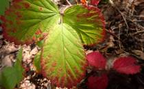 Las powoli zmienia barwy