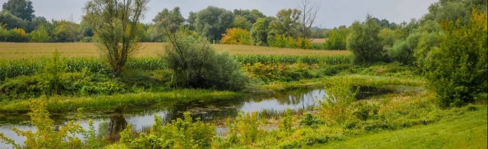 Bydgoszcz - Toruń przez Las Ostromecki