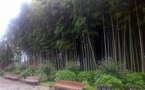 bambusowy lasek