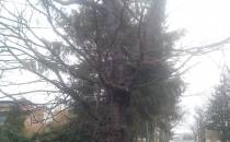 Ciekawe drzewo na Al. Tarnowskich