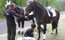 Przygotowanie koni dla Młodej Pary