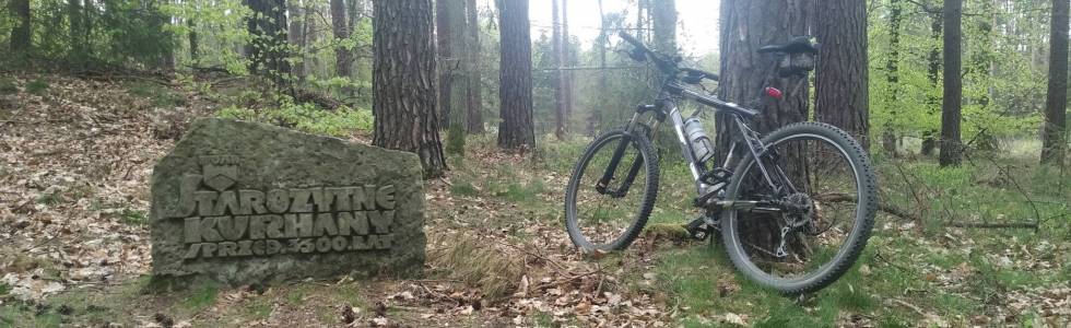 Lasy Obornik Śląskich - szlakami: Sosnowym i Dębowym